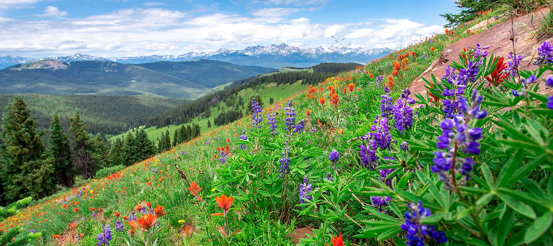 colorado-vail-wildflowers-spring-time